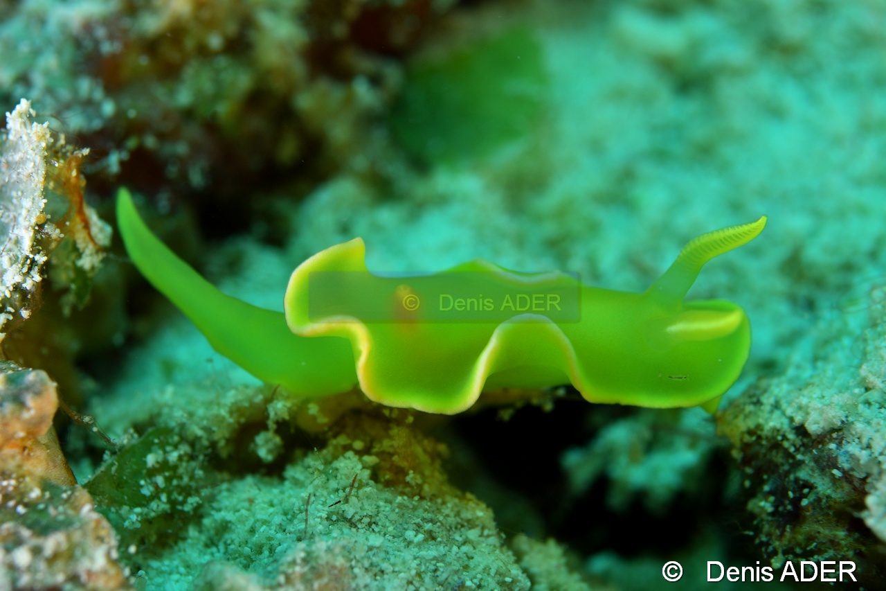 Noumea crocea-Liwutonkidi Island 2-20m-20180604-Denis-ADER-DSC_3934_tn.jpg